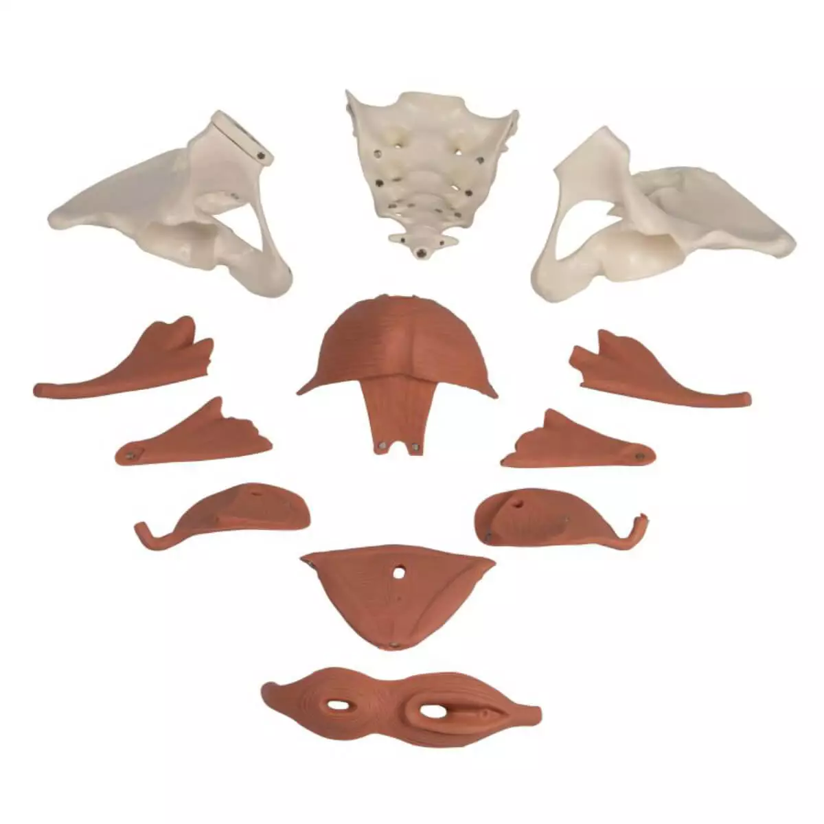 Erler-Zimmer Weibliches Beckenbodenmodell