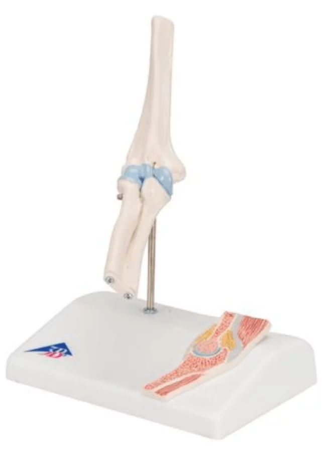 3B Scientific Mini-Modell Ellenbogengelenk
