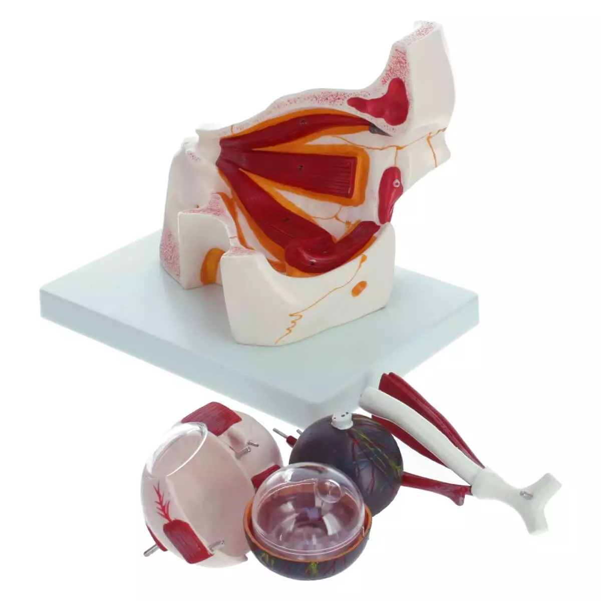 Dr. No Anatomisches Modellauge