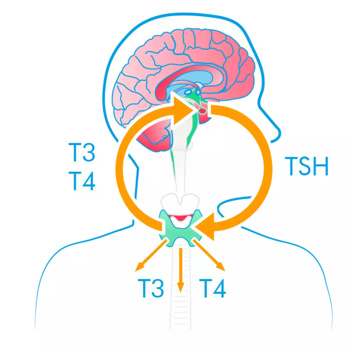 Bloom Diagnostics Bloom Thyroid Test Bloom Diagnostics Bloom Thyroid Test