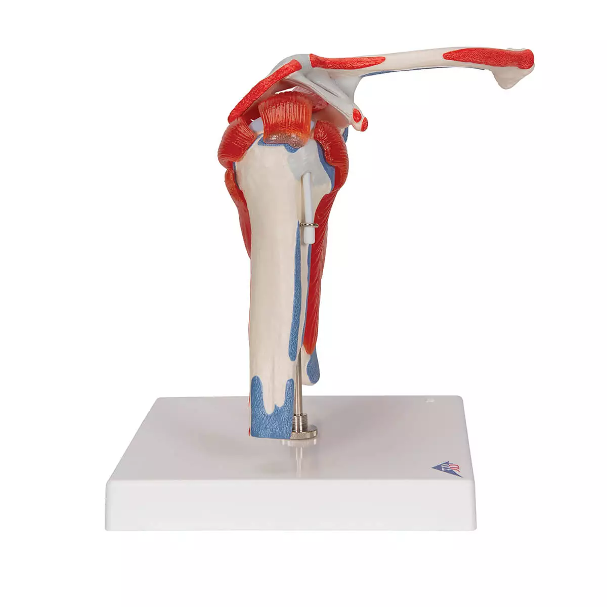 3B Scientific Schultergelenkmodell