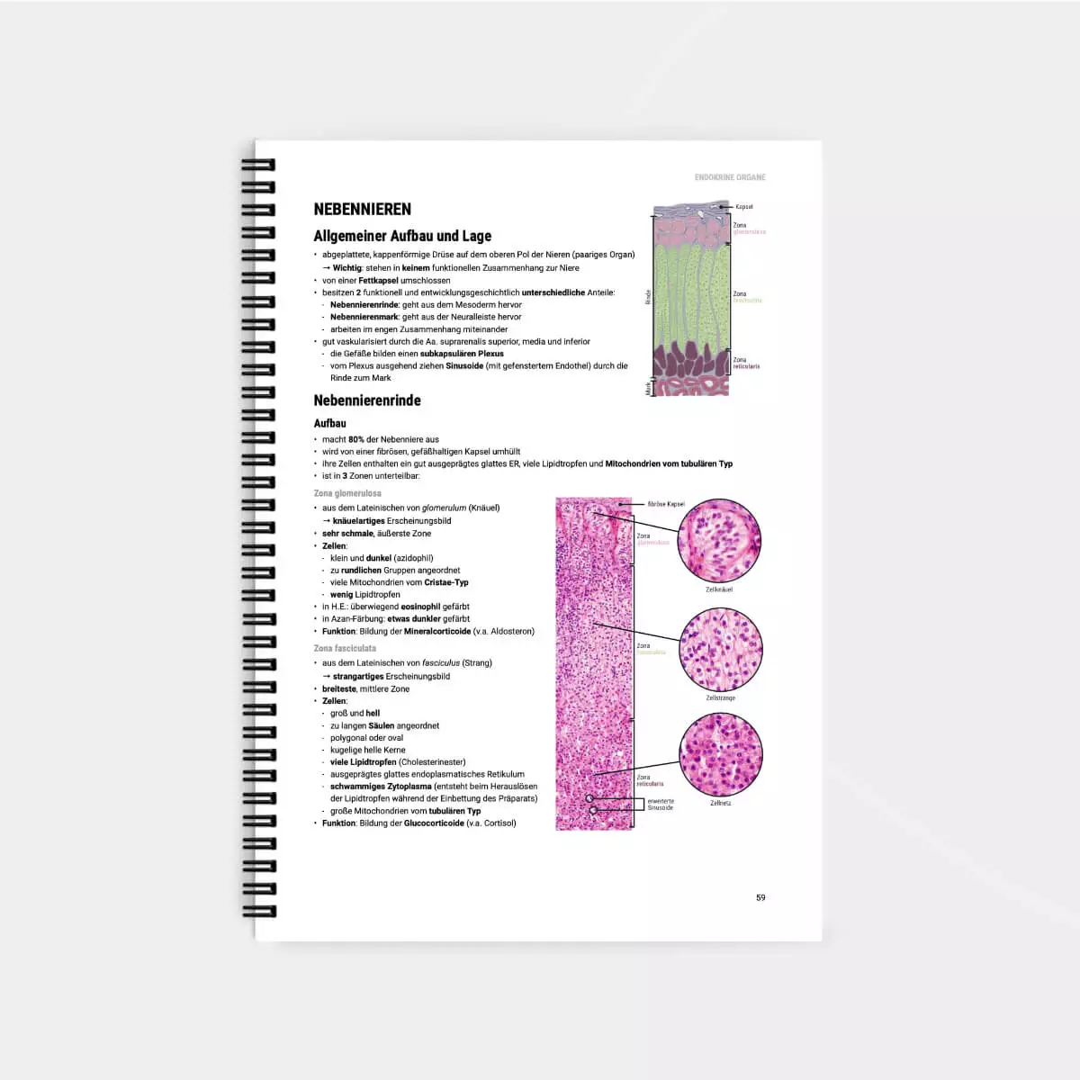 CORETEXT. Histologie Lernskript CORETEXT. Histologie Lernskript