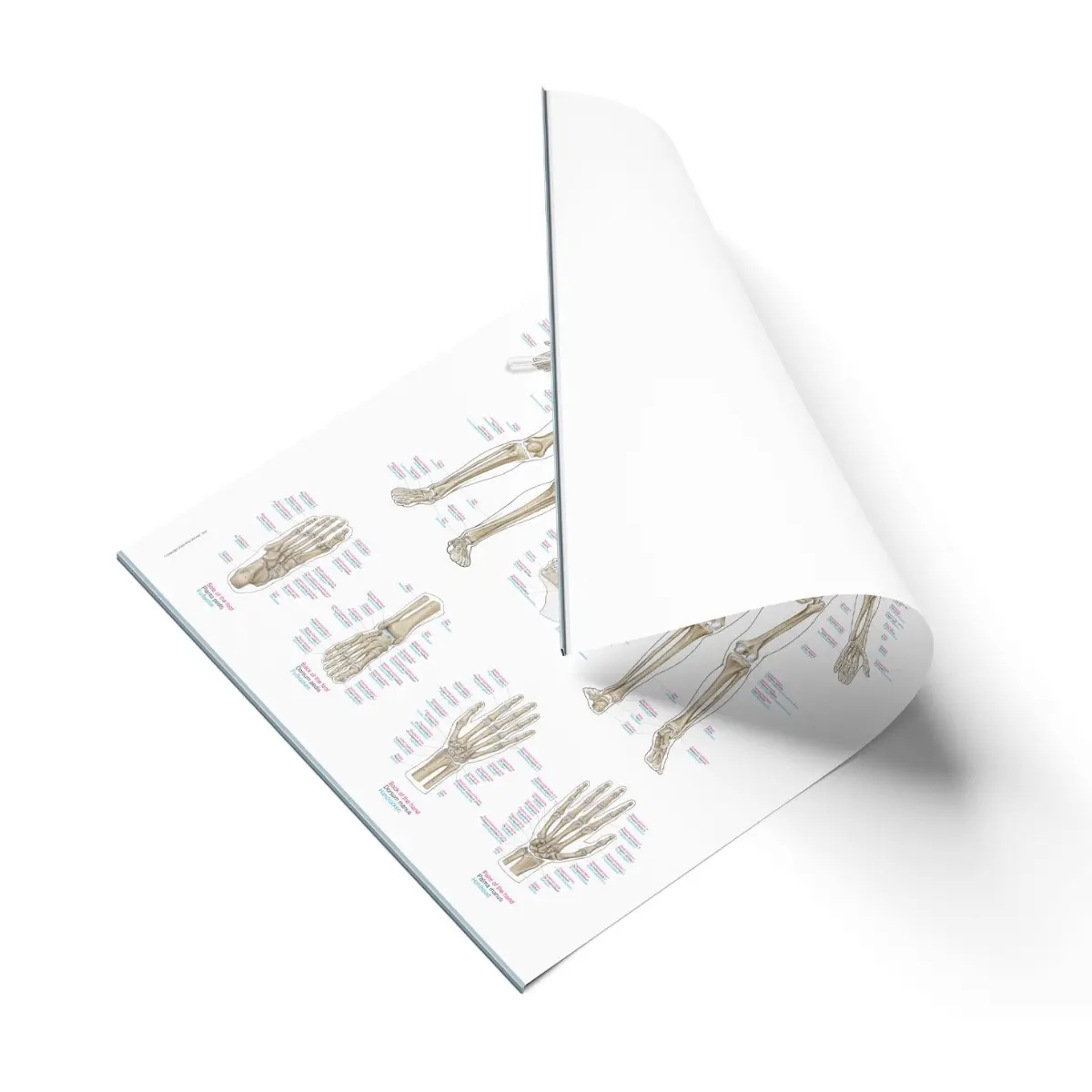 Erler-Zimmer Lehrtafel – Das Skelett des Pferdes Erler-Zimmer Lehrtafel – Das Skelett des Pferdes