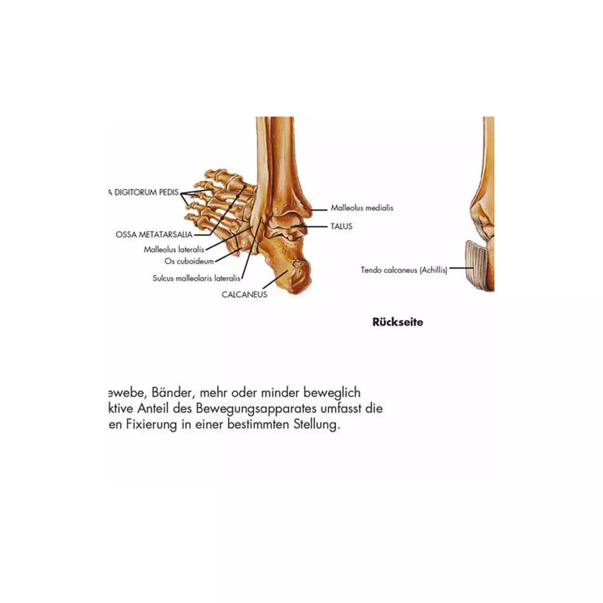 3B Scientific Lehrtafel – Das menschliche Skelett