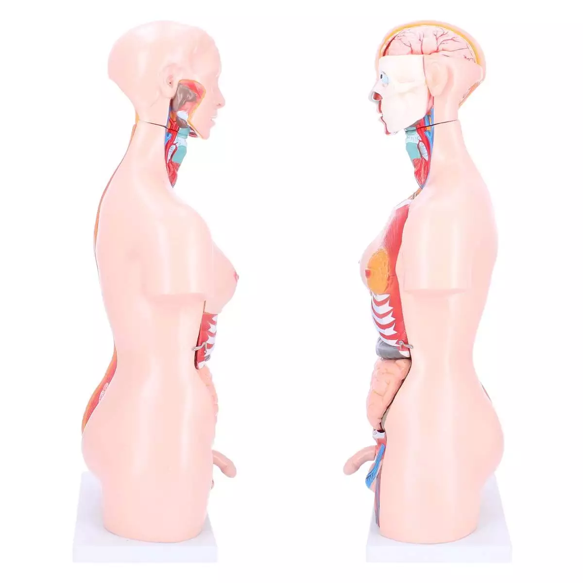 Dr. No Zweigeschlechtlicher Modell-Torso