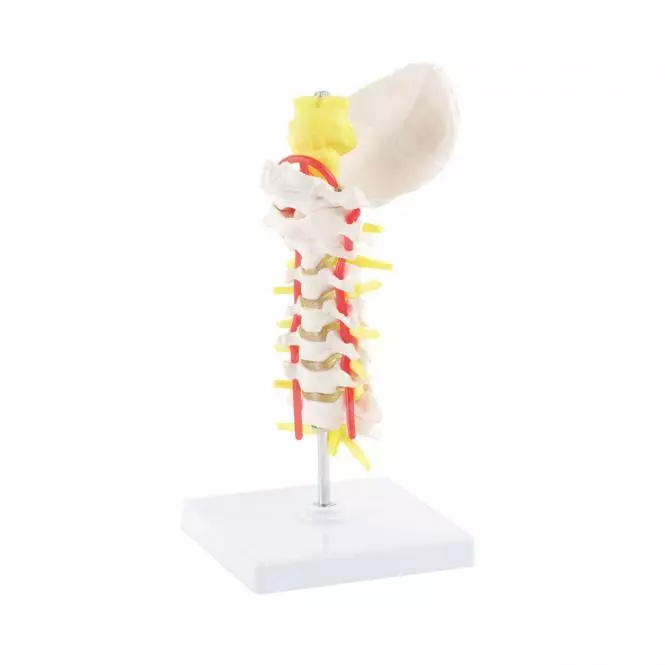HeineScientific Modell Halswirbelsäule
