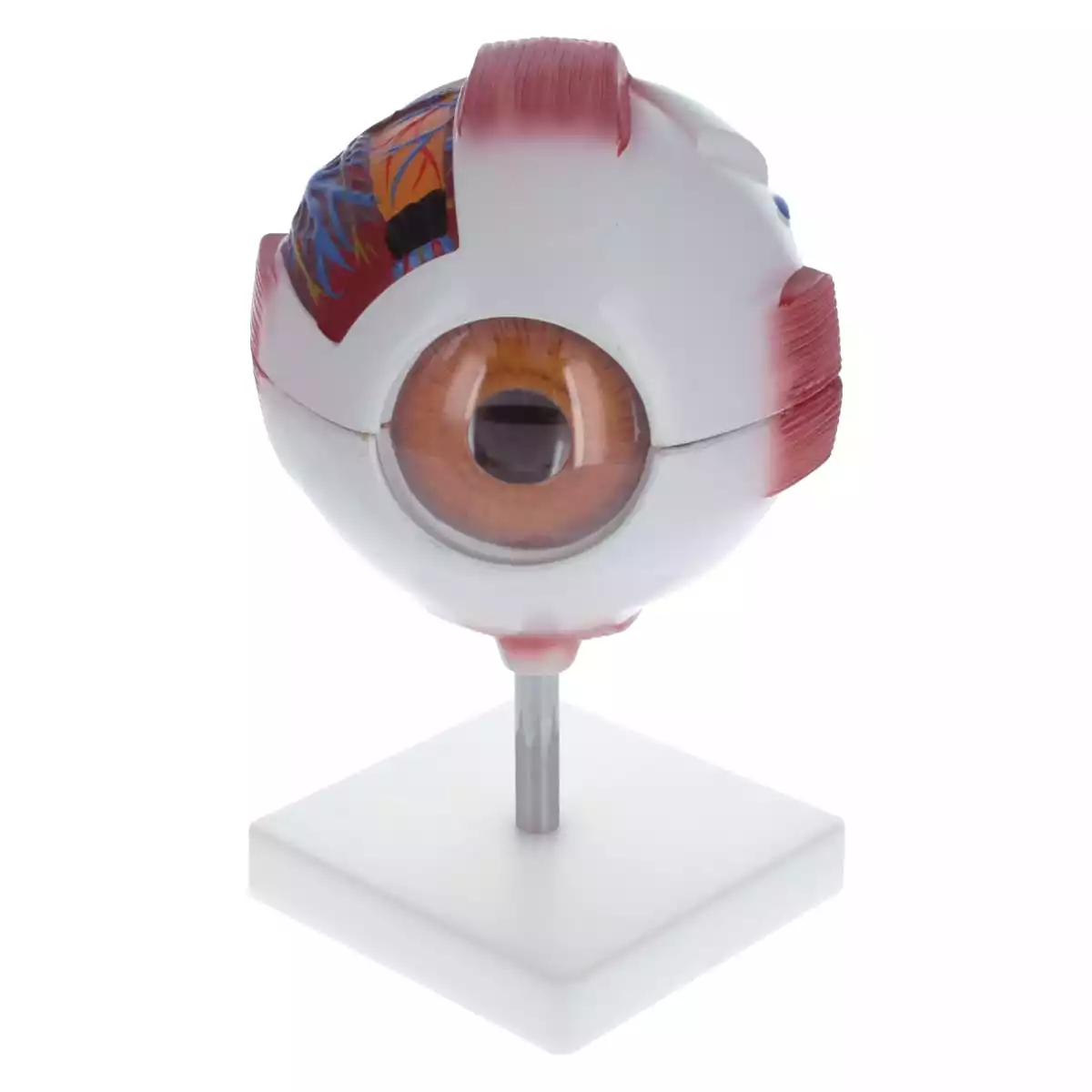 Dr. No Modell Anatomisches Auge