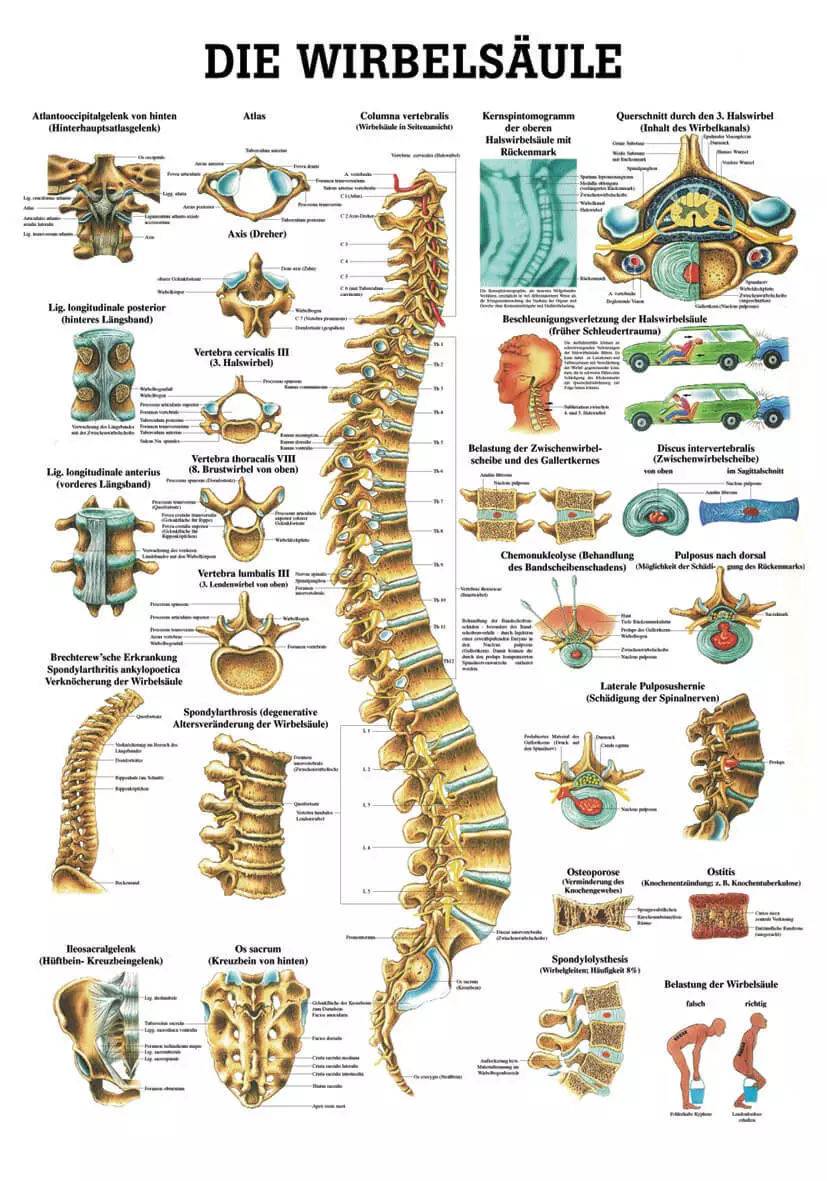 Rüdiger Anatomie Lehrtafel – Die menschliche Wirbelsäule