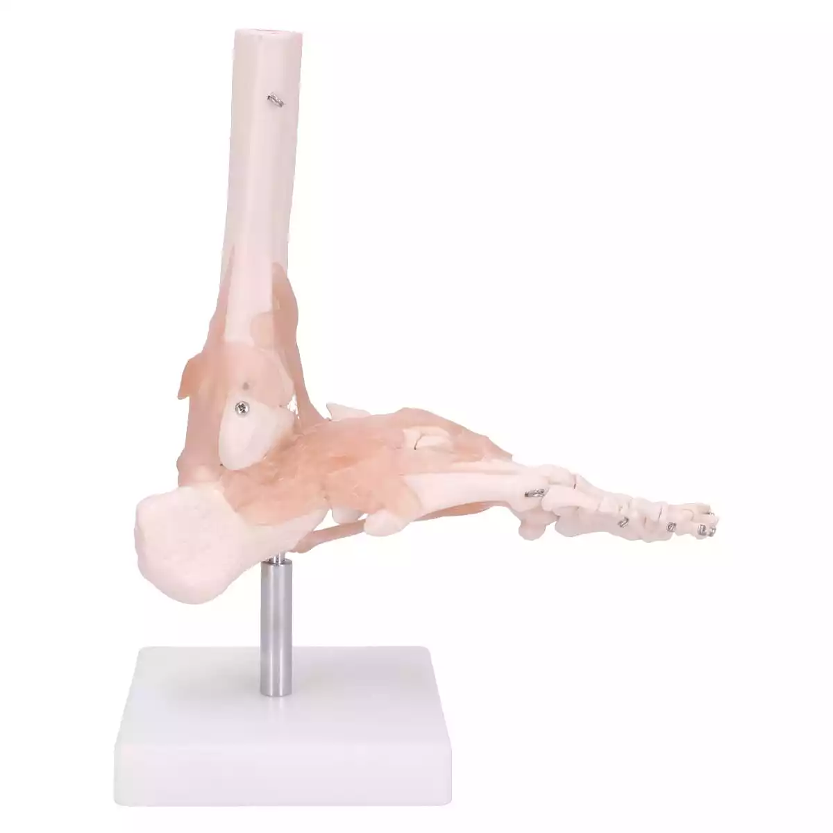 Dr. No Modell Anatomisches Fuß-Skelett