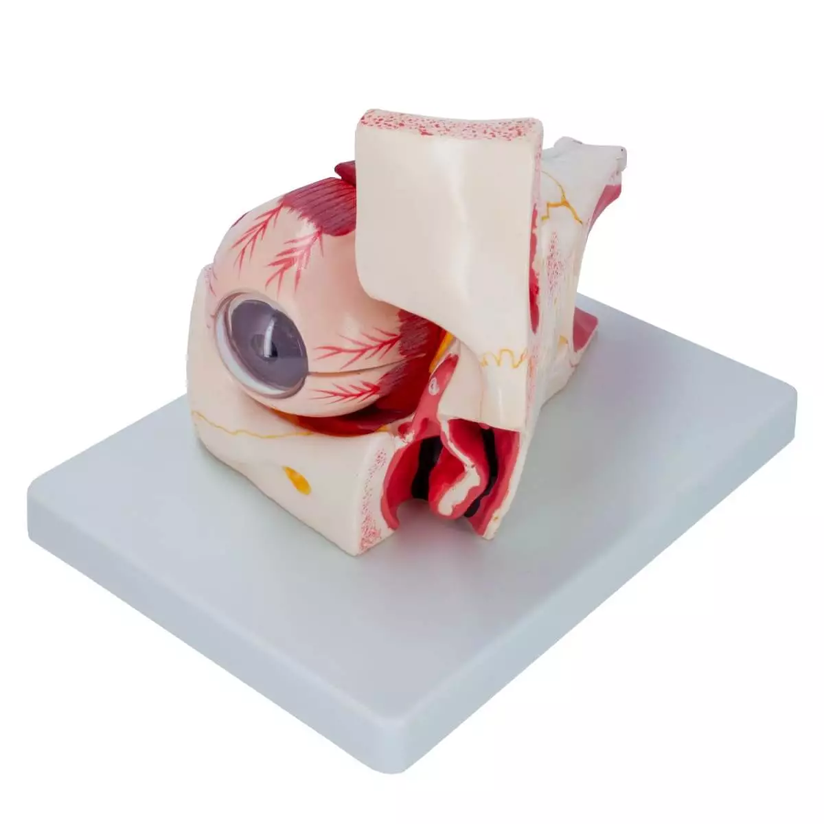 Dr. No Anatomisches Modellauge