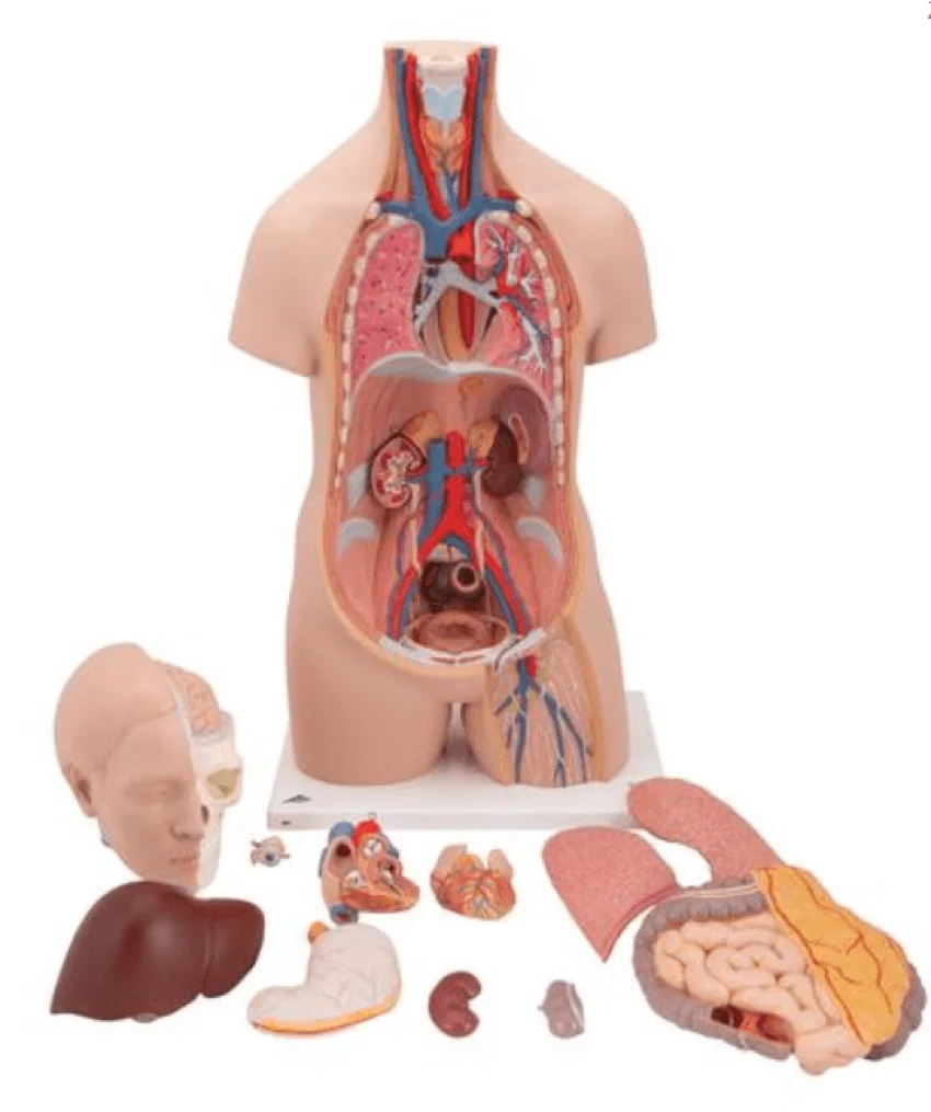 3B Scientific Modell Standard-Torso