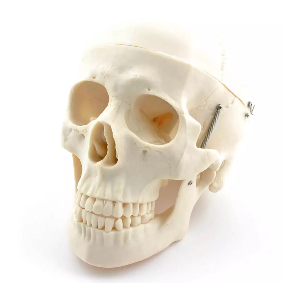 HeineScientific Menschliches Skelett