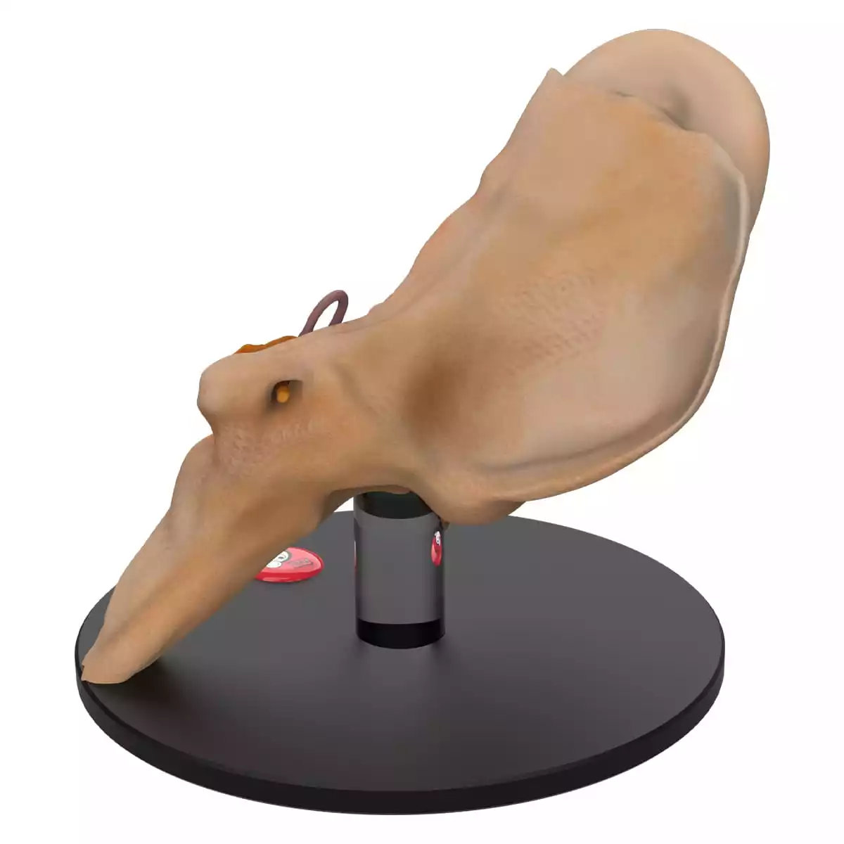 DocCheck Tools Anatomisches Ohr-Modell "Auris"