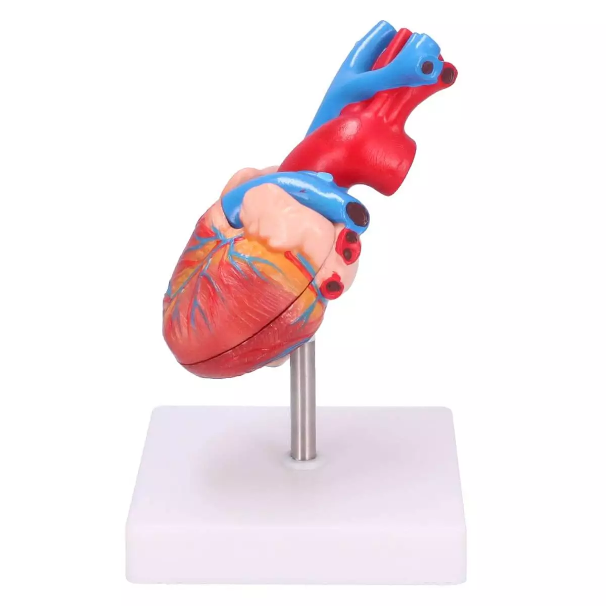 Dr. No Anatomisches Herz-Modell