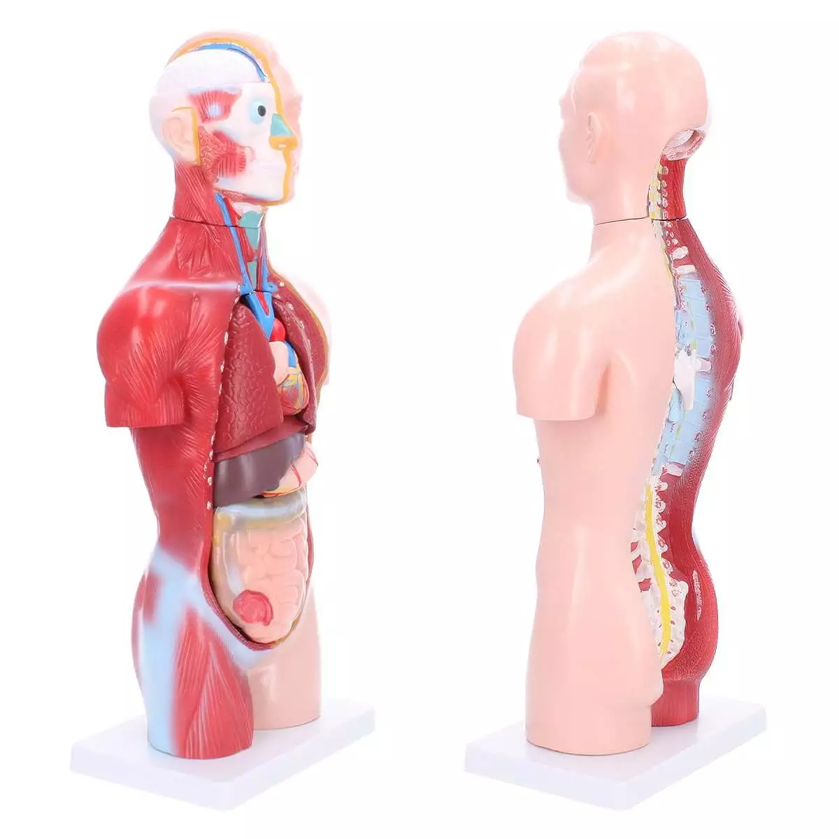 Dr. No Torso-Modell