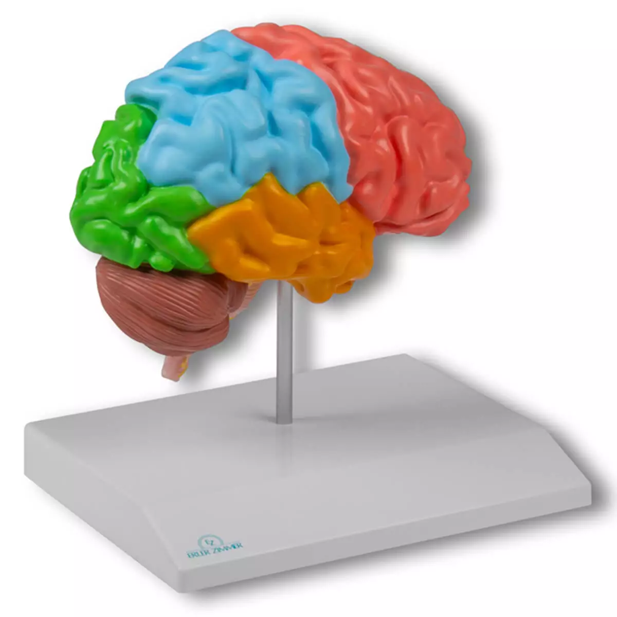 Erler-Zimmer Modell Gehirnhälfte regional für EZ Augmented Anatomy Lern App