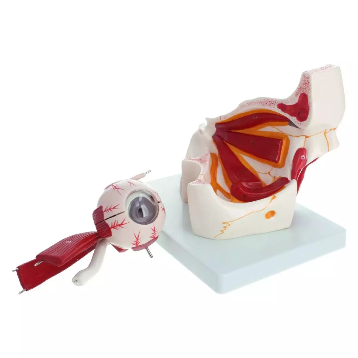 Dr. No Anatomisches Modellauge