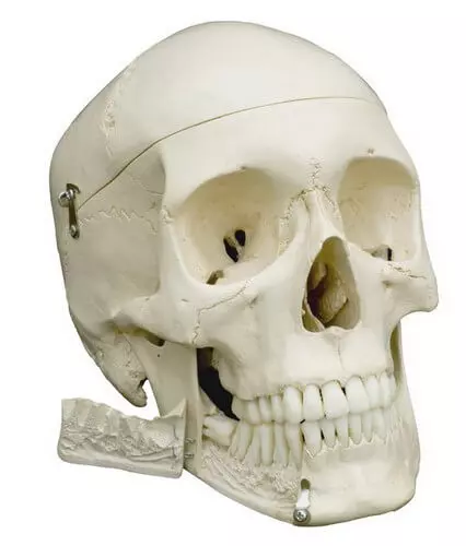 Rüdiger Anatomie Homo-Schädel Modell