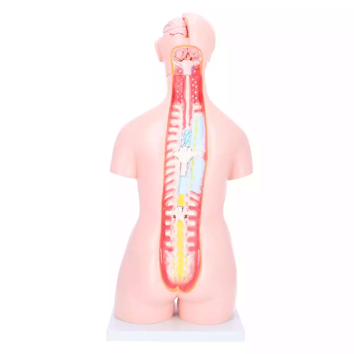 Dr. No Zweigeschlechtlicher Modell-Torso