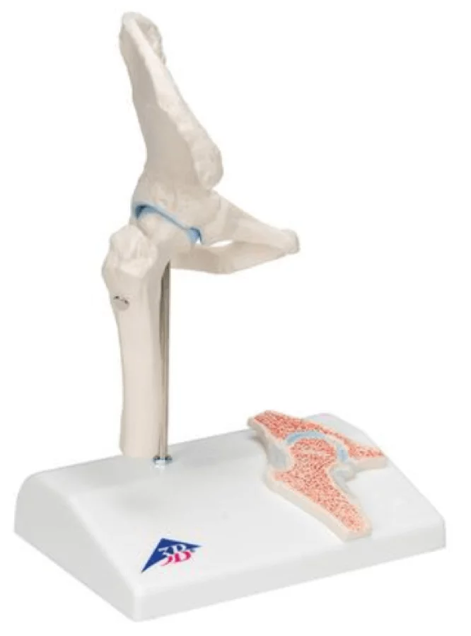 3B Scientific Mini-Modell Hüftgelenk