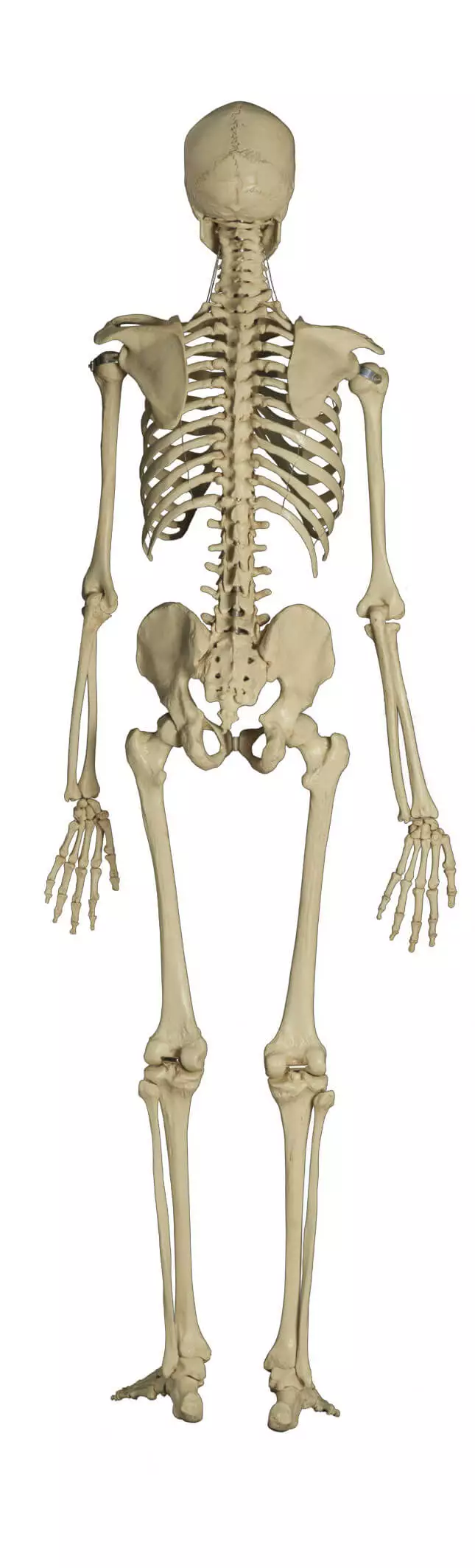 Rüdiger Anatomie Standard Skelett auf Stativ