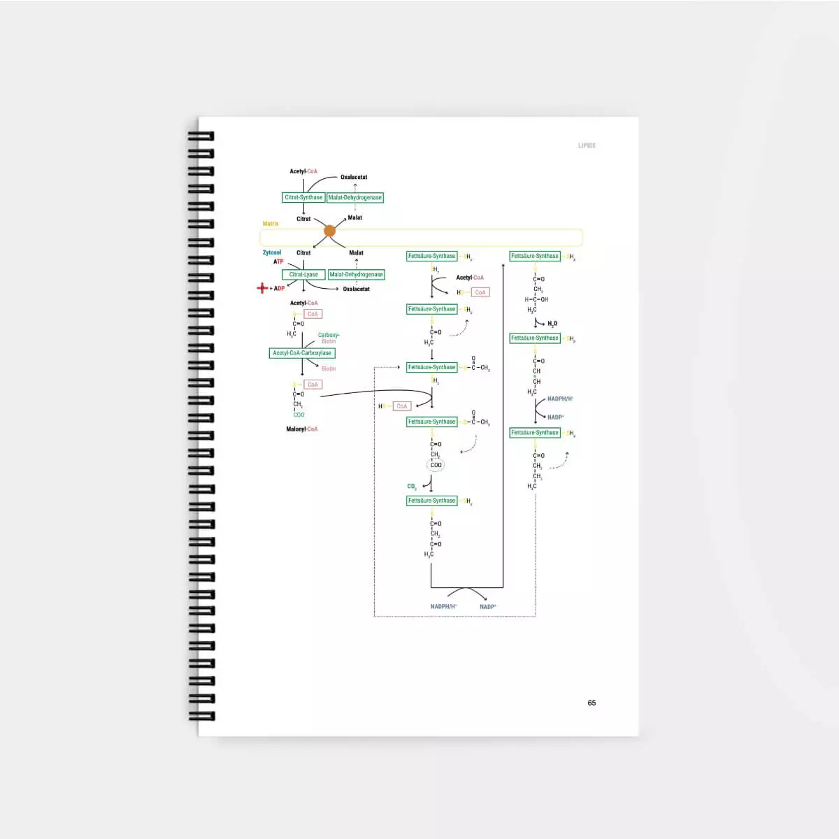 CORETEXT. Biochemie Lernskript