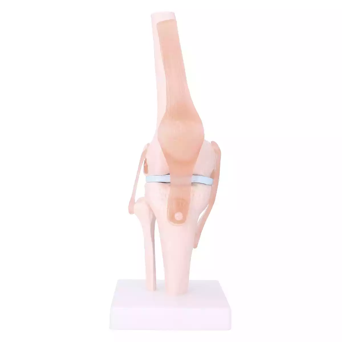 Dr. No Anatomisches Kniegelenk-Modell
