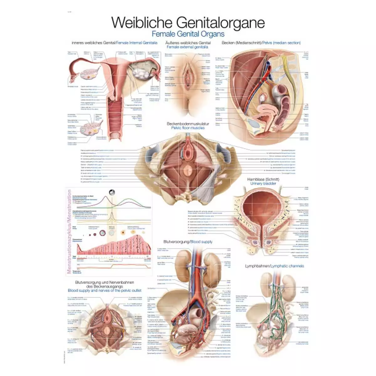 Erler-Zimmer Lehrtafel – Weibliches Genital
