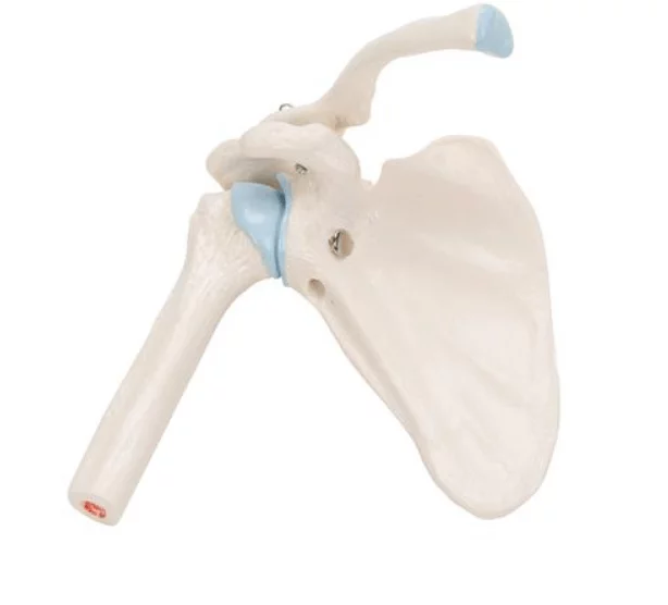 3B Scientific Mini-Modell Schultergelenk