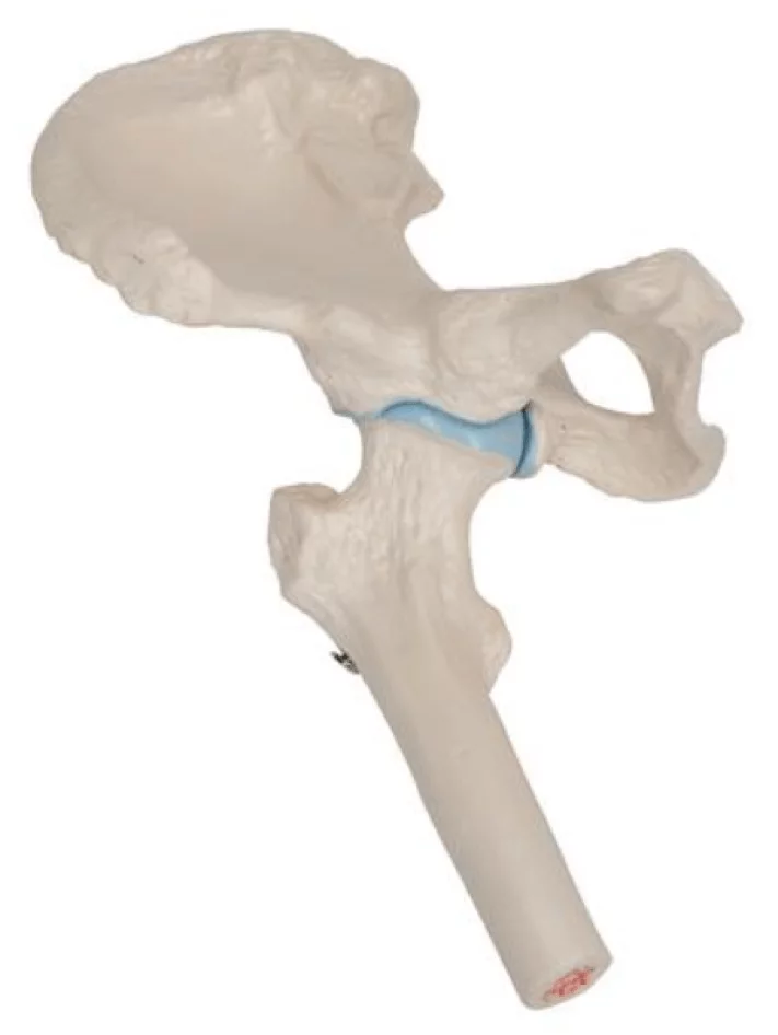 3B Scientific Mini-Modell Hüftgelenk