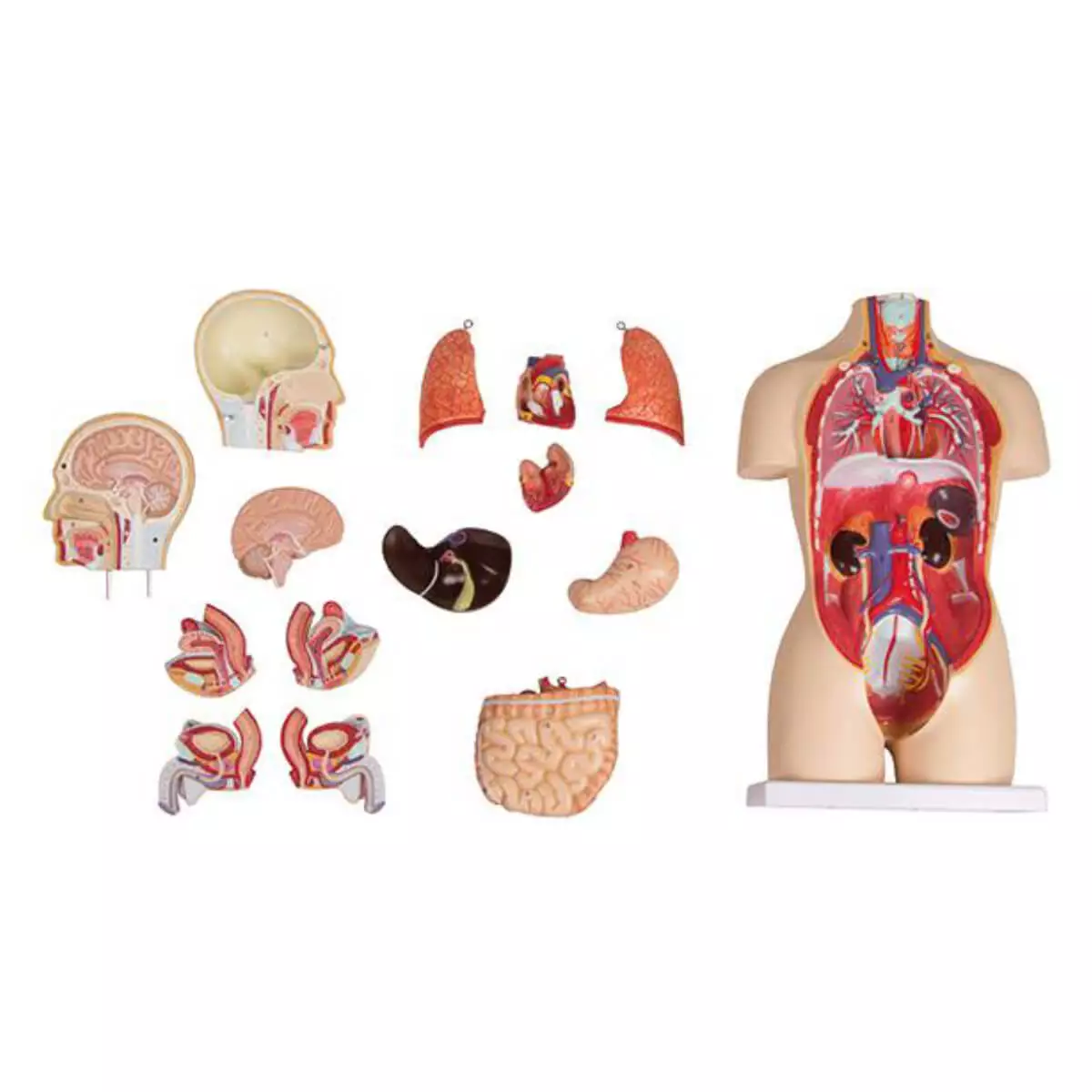 Erler-Zimmer Modell Miniaturtorso