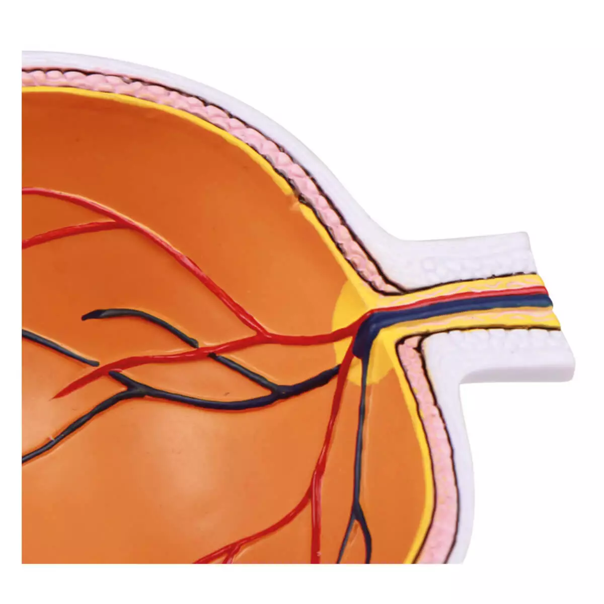 Erler-Zimmer Augenhälfte vergrößert - EZ Augmented Anatomy