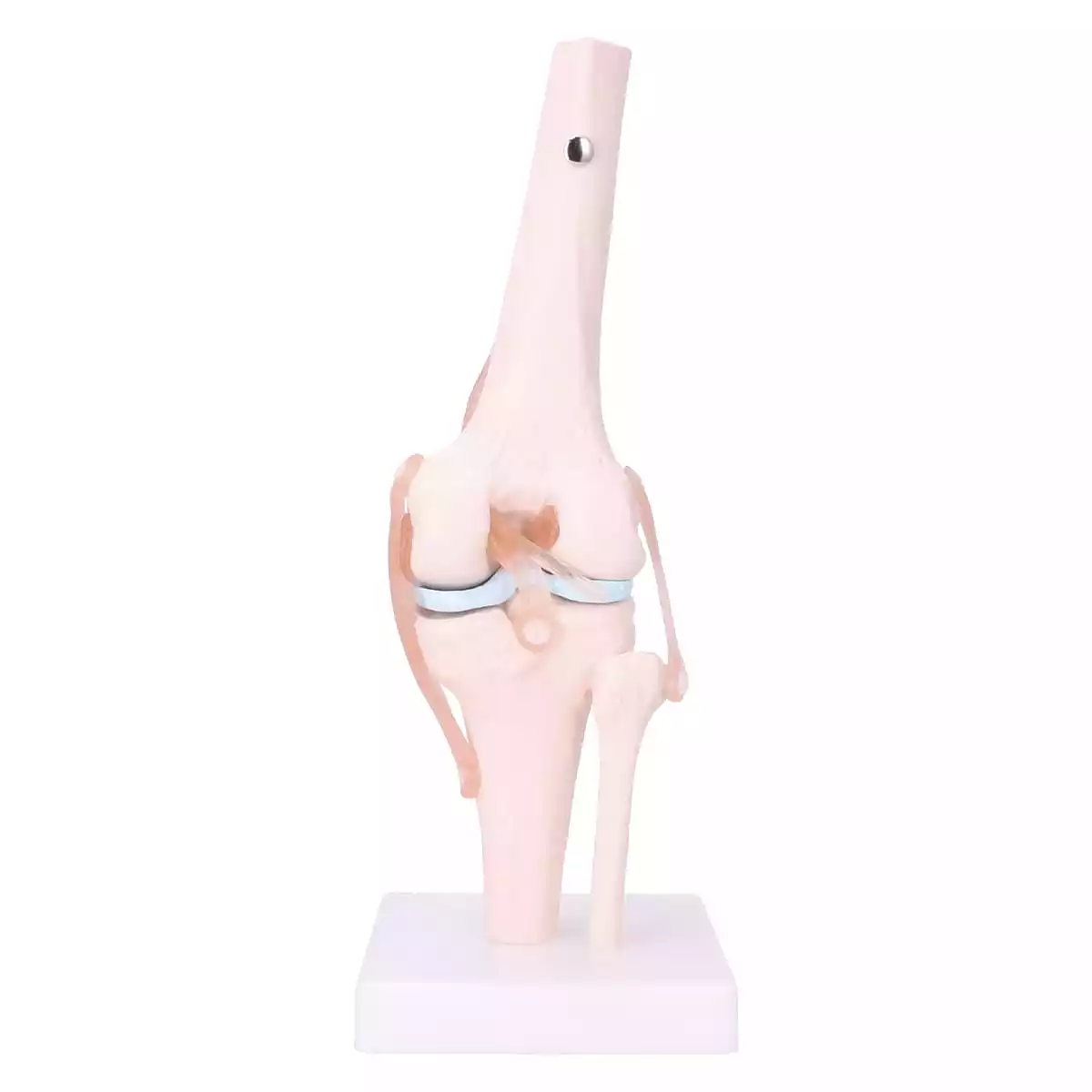 Dr. No Anatomisches Kniegelenk-Modell