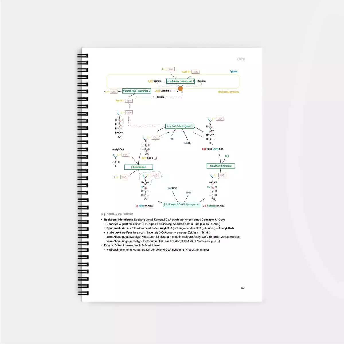 CORETEXT. Biochemie Lernskript