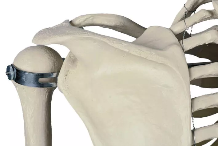 Rüdiger Anatomie Standard Skelett auf Stativ