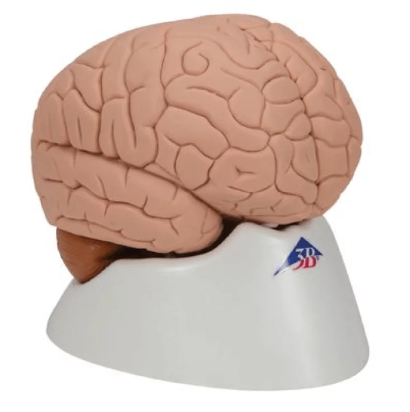 3B Scientific Modell Gehirn