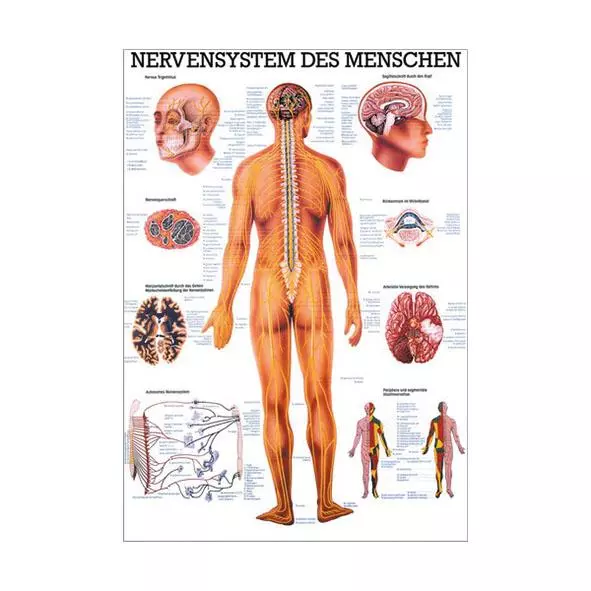 Rüdiger Anatomie Lehrtafel – Das Nervensystem des Menschen