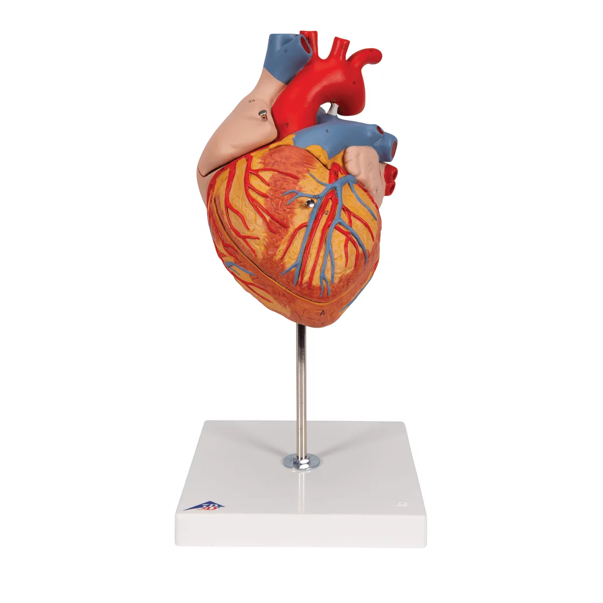 3B Scientific Modell Herz