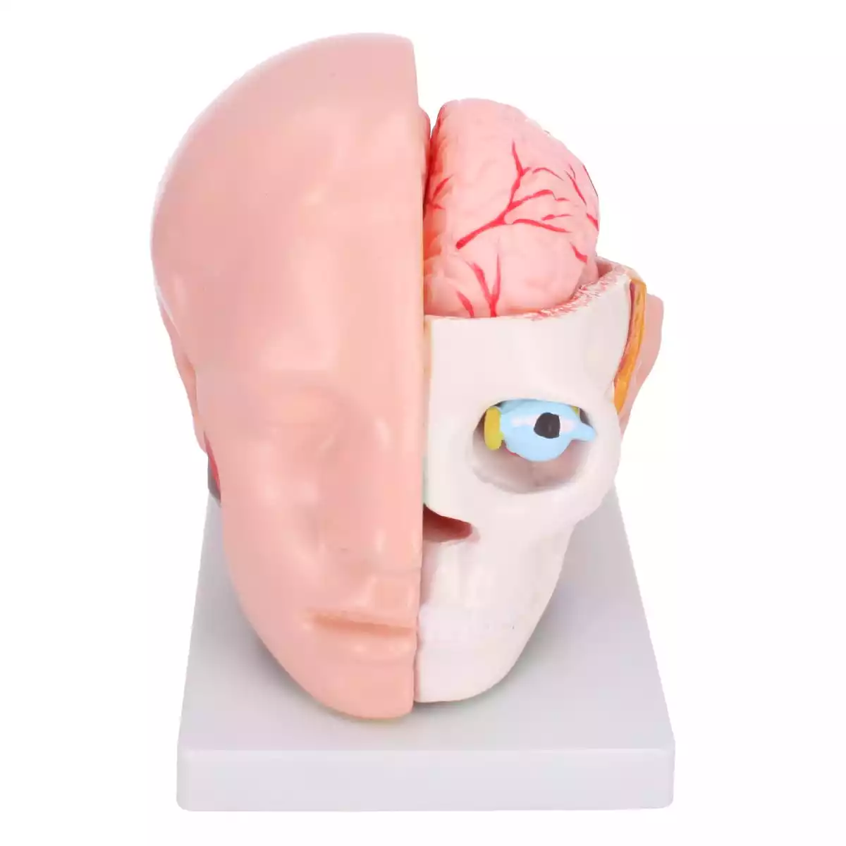 Dr. No Anatomisches Kopfmodell mit Gehirn
