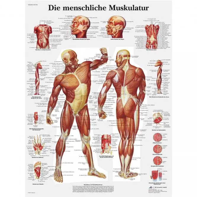 3B Scientific Lehrtafel – Die menschliche Muskulatur