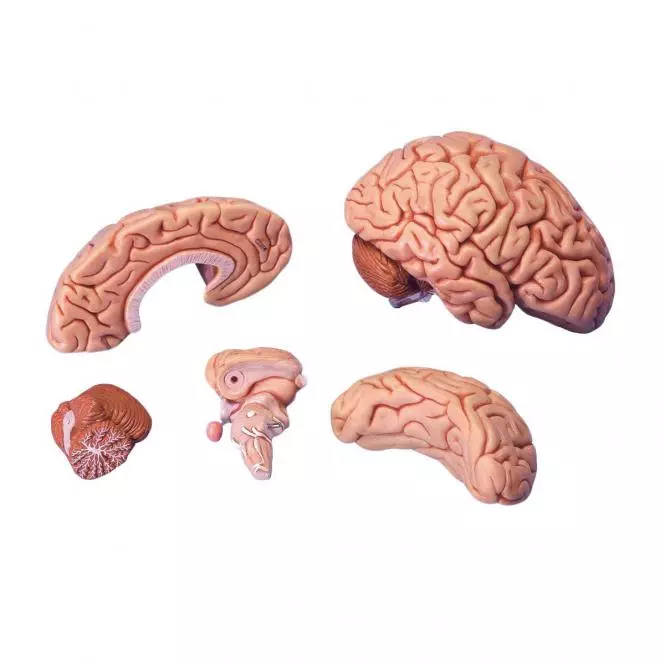 3B Scientific Modell Klassik-Gehirn