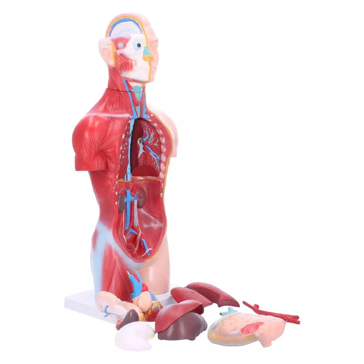 Dr. No Torso-Modell