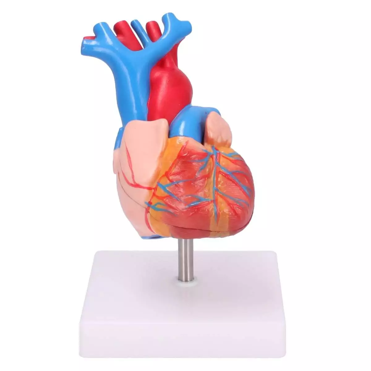 Dr. No Anatomisches Herz-Modell