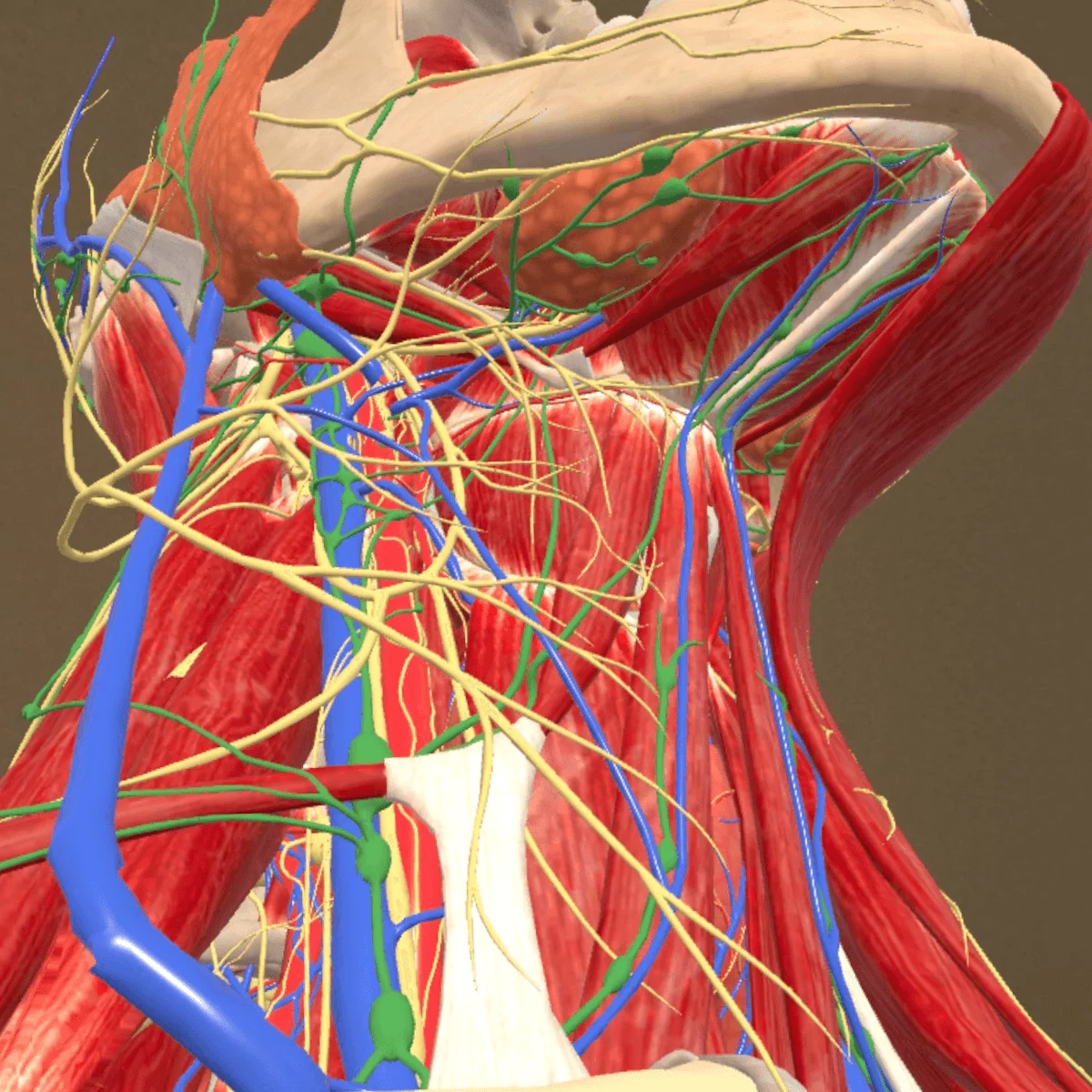 DocCheck Thïngs Mixed-Reality Anatomie-App "Corpus" für Meta Quest 3/3S DocCheck Thïngs Mixed-Reality Anatomie-App "Corpus" für Meta Quest 3/3S