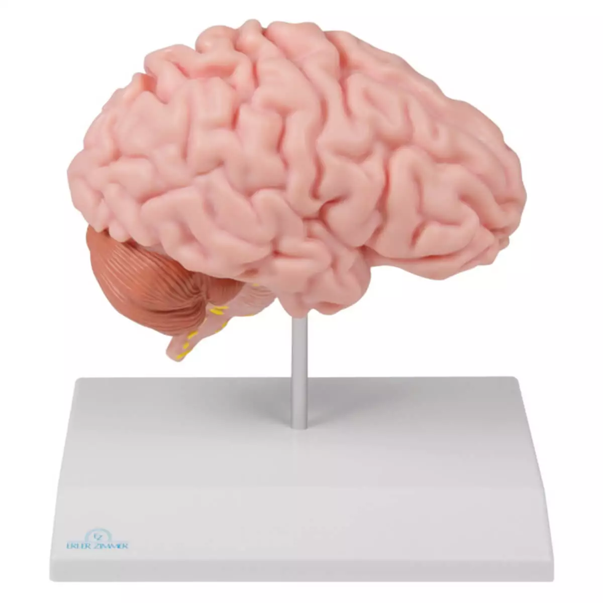 Erler-Zimmer Modell anatomische Gehirnhälfte für EZ Augmented Anatomy Lern App