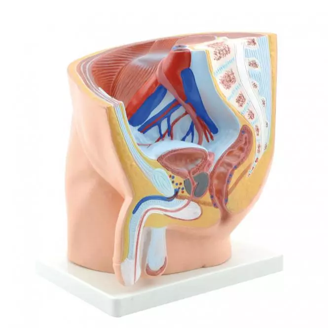 HeineScientific Modell Anatomisches Becken männlich