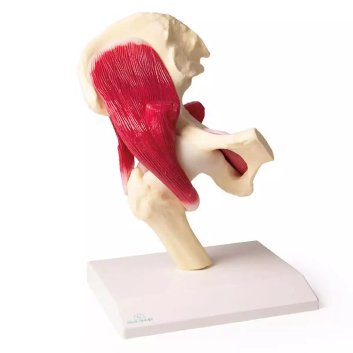 Erler-Zimmer Modell Hüftgelenk mit Muskulatur