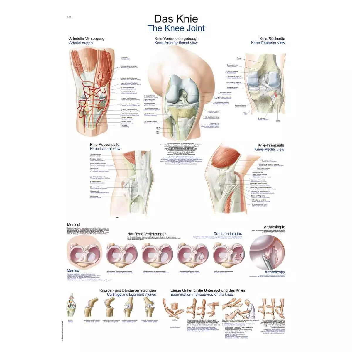 Erler-Zimmer Lehrtafel – Das Knie