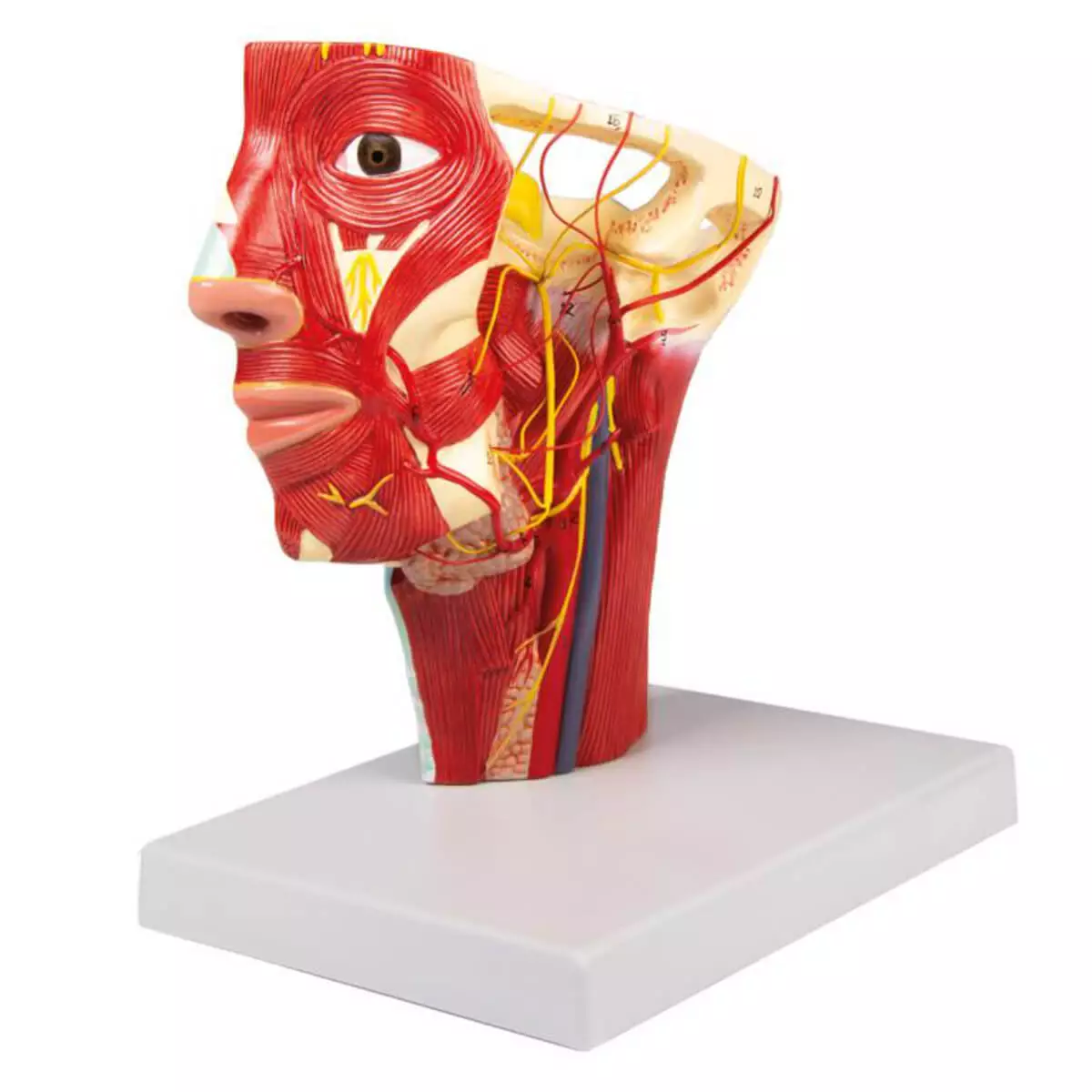 Erler-Zimmer Modell Arterien des Kopfes