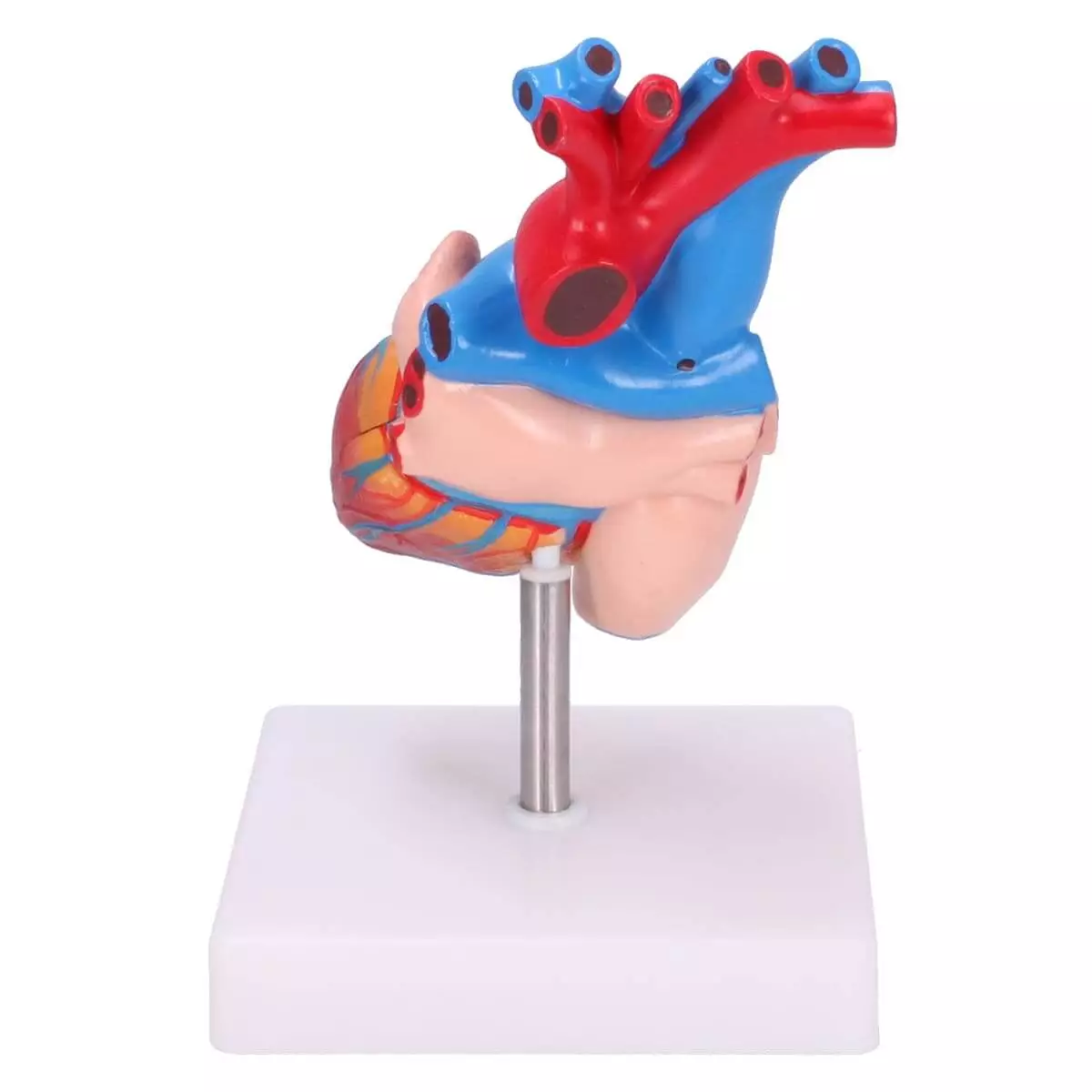 Dr. No Anatomisches Herz-Modell